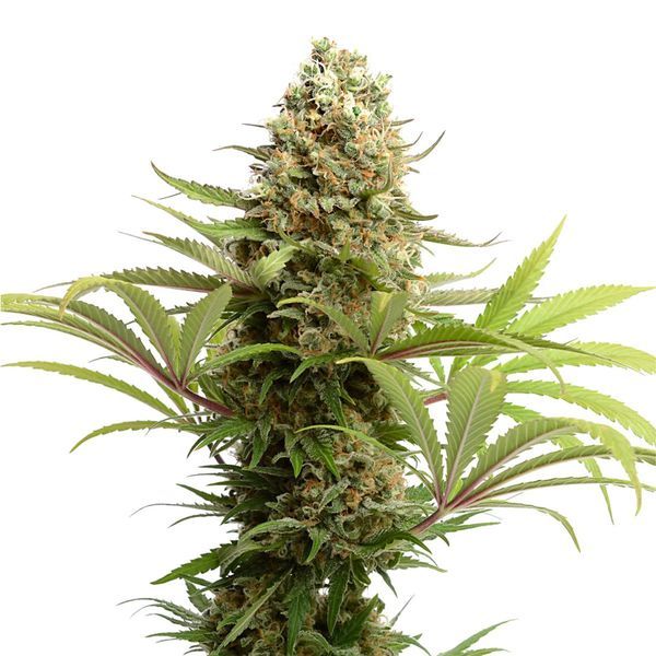 Banana Slush (Amsterdam Genetics) feminizovaná