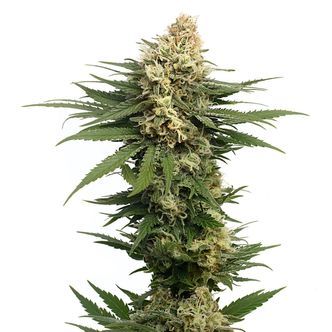 Dynamighty Samonakv&eacute;tac&iacute; (Amsterdam Genetics) feminizovan&aacute;