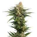 Dynamighty Samonakvétací (Amsterdam Genetics) feminizovaná