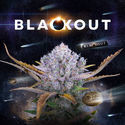 Blackout Samonakvétací (FastBuds x Zamnesia Seeds) feminizovaná