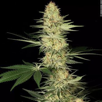 Lucid Bolt (Paradise Seeds) feminizovan&aacute;