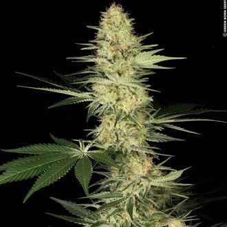Lucid Bolt (Paradise Seeds) feminizovan&aacute;
