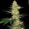 Lucid Bolt (Paradise Seeds) feminizovaná