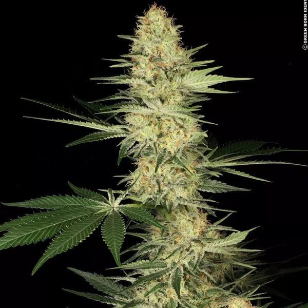 Lucid Bolt (Paradise Seeds) feminizovaná