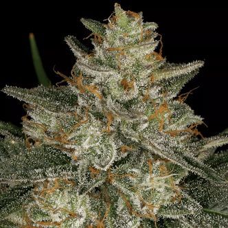 Dutch Kush (Paradise Seeds) feminizovan&aacute;