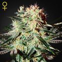Arjan's Strawberry Haze (Greenhouse Seeds) feminizovaná
