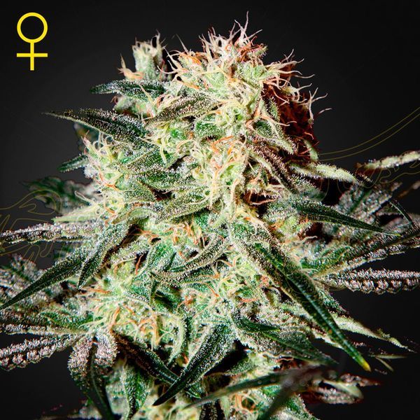 Arjan's Strawberry Haze (Greenhouse Seeds) feminizovaná