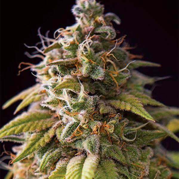 Caramel Monster (Vision Seeds) feminizovaná