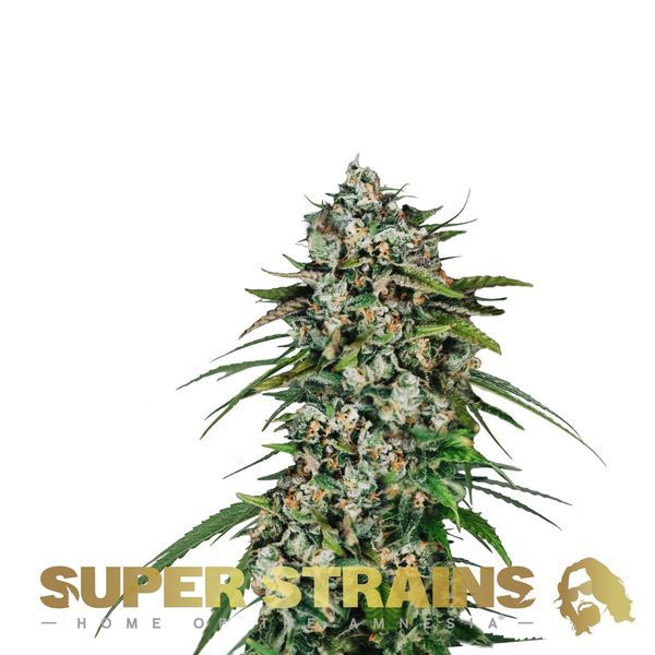 Saga (Super Strains) feminizovaná
