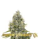 Agartha (Super Strains) feminizovaná