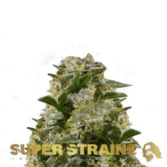 Ibiza Farmers (Super Strains) feminizovan&aacute;