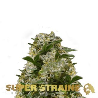 Ibiza Farmers (Super Strains) feminizovan&aacute;