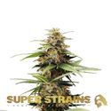 Hermana de la Noche (Super Strains) feminizovaná