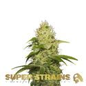 La Jefa (Super Strains) feminizovaná