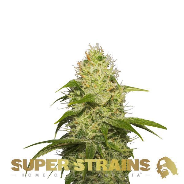 La Jefa (Super Strains) feminizovaná
