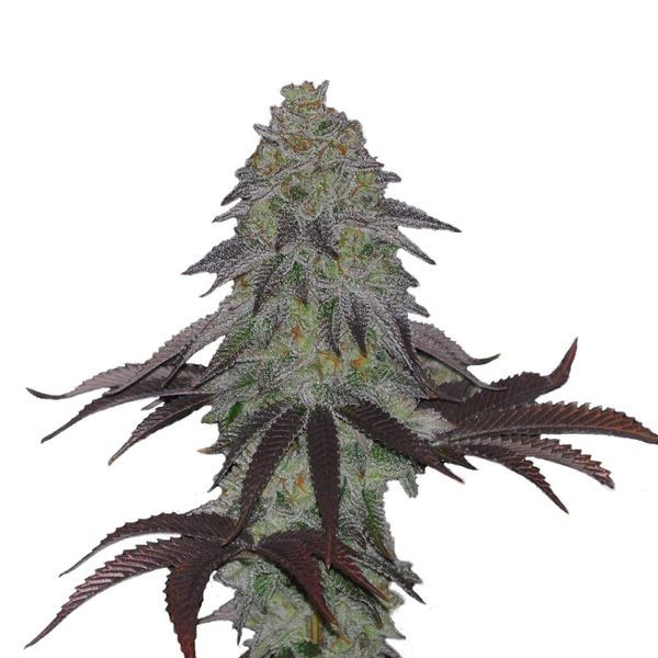 AK Choco Kush (Amsterdam Genetics) feminizovaná