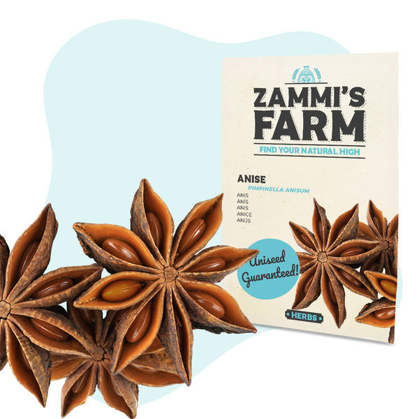 Semena anýzu (Pimpinella anisum)