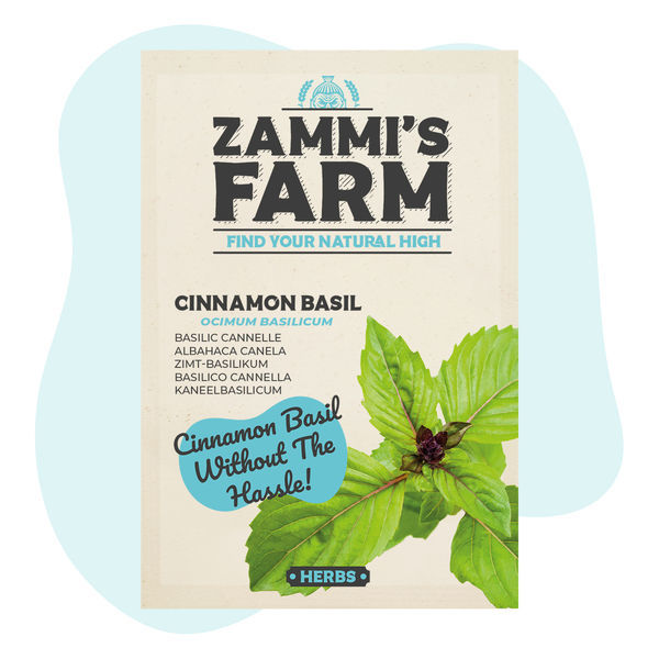 Bazalka skořicová (Ocimum basilicum) – semena