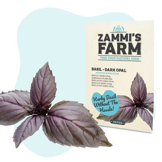 Bazalka 'Dark Opal' (Ocimum basilicum) &ndash; semena