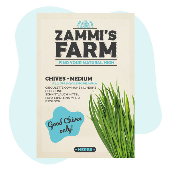 Pažitka 'Medium Fine' (Allium schoenoprasum)