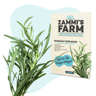 Rusk&yacute; estragon (Artemisia dracunculus) &ndash; semena