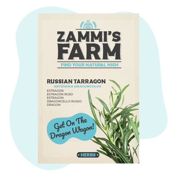 Ruský estragon (Artemisia dracunculus) – semena