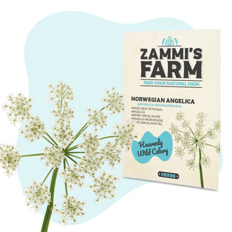 Norsk&aacute; andělika (Angelica archangelica) &ndash; semena