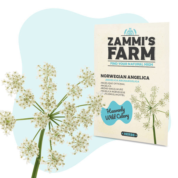 Norská andělika (Angelica archangelica) – semena