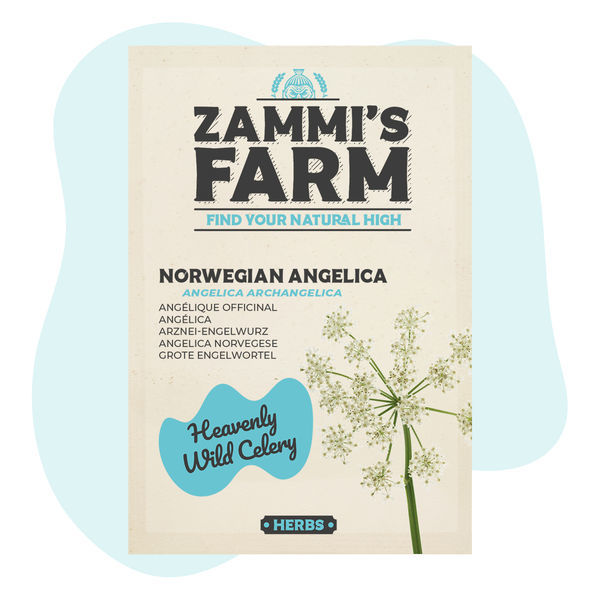 Norská andělika (Angelica archangelica) – semena