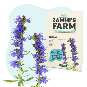 Hyssop (Hyssopus officinalis) &ndash; semena
