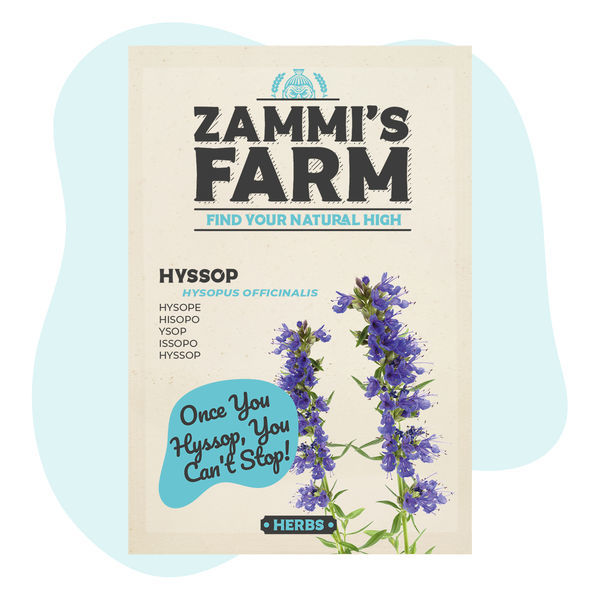 Hyssop (Hyssopus officinalis) – semena