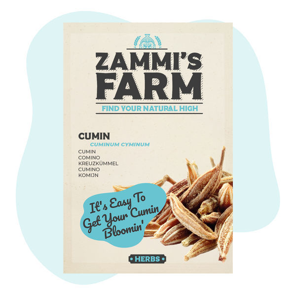 Semena kmínu (Cuminum cyminum)