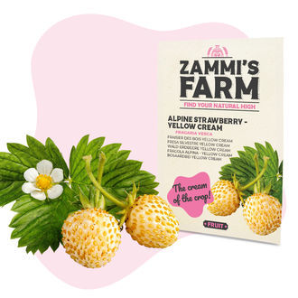 Alpsk&aacute; jahoda &ndash; Yellow Cream (Fragaria vesca) semena