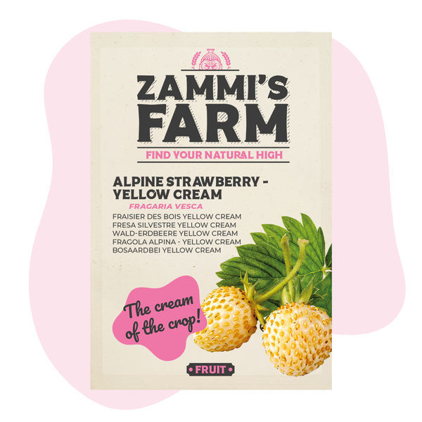 Alpská jahoda – Yellow Cream (Fragaria vesca) semena