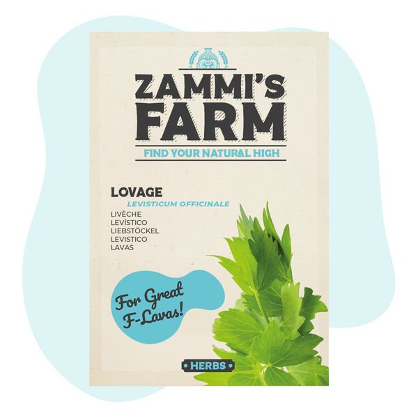 Semena libečku lékařského (Levisticum officinale)