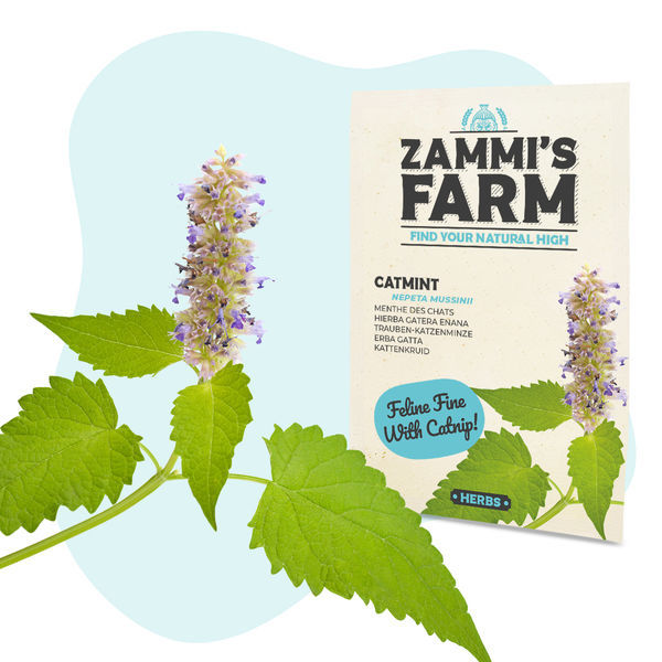 Šanta kočičí (Nepeta mussinii) – semena