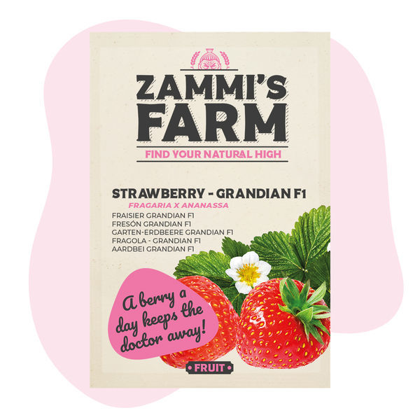 Grandian Strawberry F1 (Fragaria x ananassa) – semena