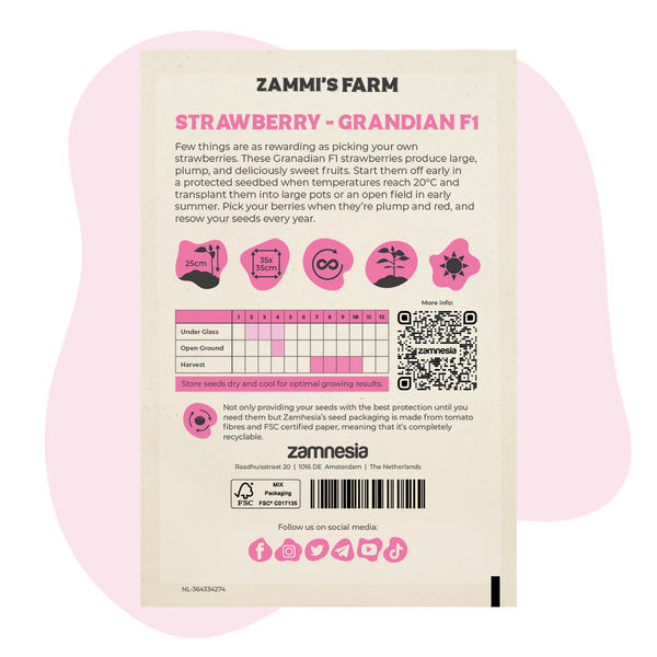 Grandian Strawberry F1 (Fragaria x ananassa) – semena