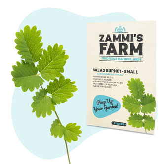 Semena krvavce men&scaron;&iacute;ho (Sanguisorba minor) &ndash; salad burnet