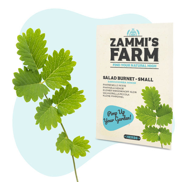 Semena krvavce menšího (Sanguisorba minor) – salad burnet