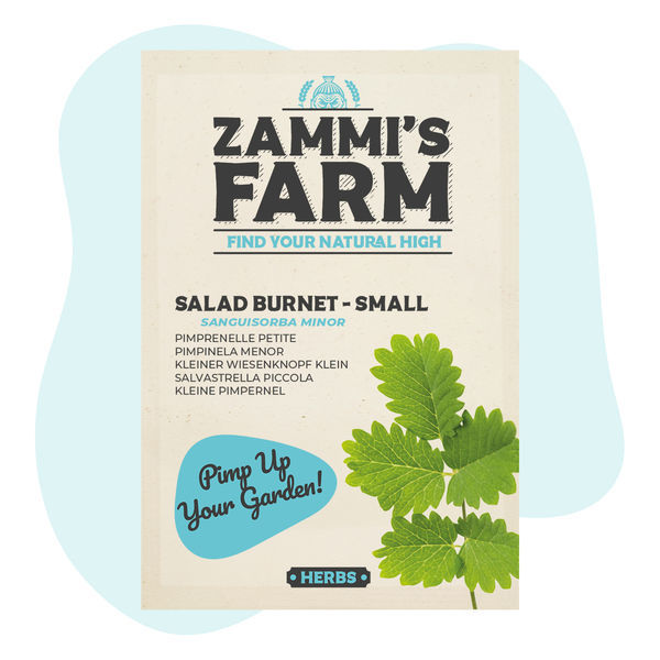 Semena krvavce menšího (Sanguisorba minor) – salad burnet