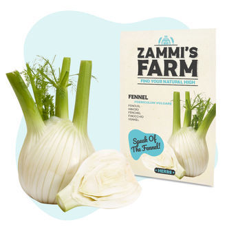 Fenykl 'Fino' (Foeniculum vulgare) &ndash; semena