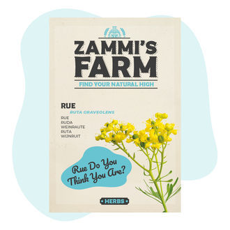 Semena routy (Ruta graveolens)