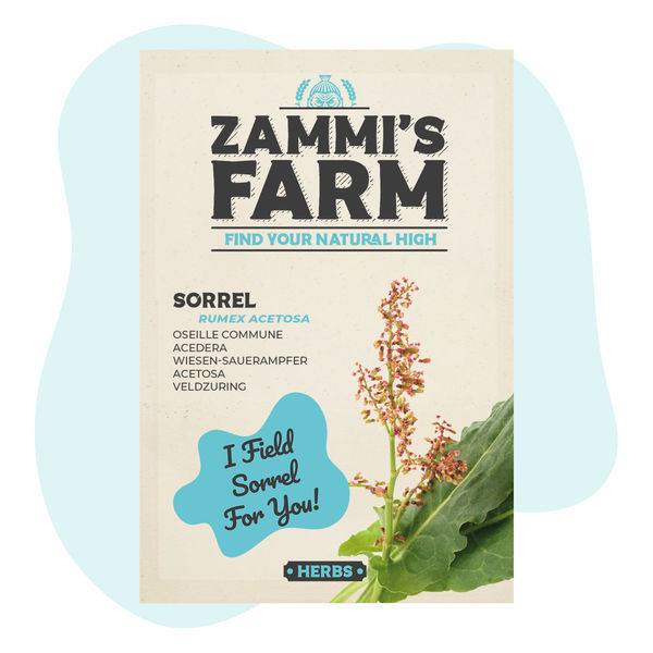 Seeds of sorrel (Rumex acetosa)