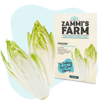 Semena čekanky obecn&eacute; (Cichorium intybus)