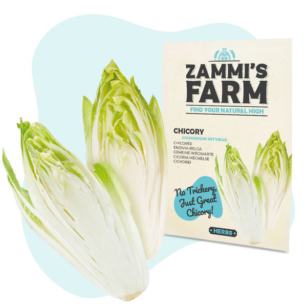 Semena čekanky obecné (Cichorium intybus)