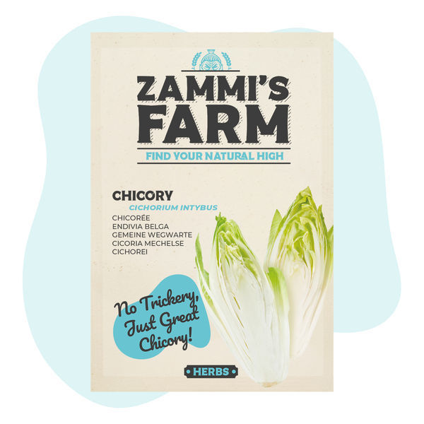 Semena čekanky obecné (Cichorium intybus)