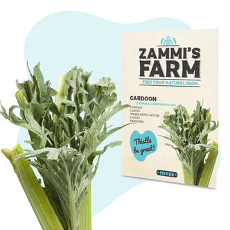 Kardu&aacute;n (Cynara cardunculus) &ndash; semena