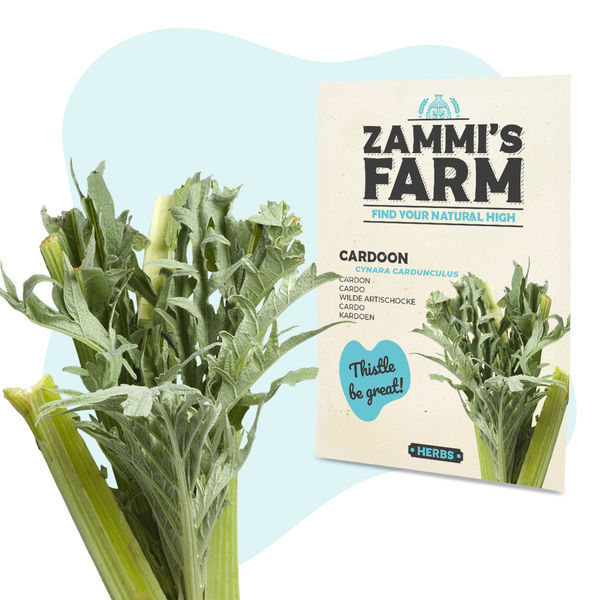 Karduán (Cynara cardunculus) – semena