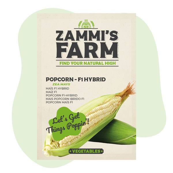 Semena kukuřice na popcorn (Zea mays) – F1 hybrid